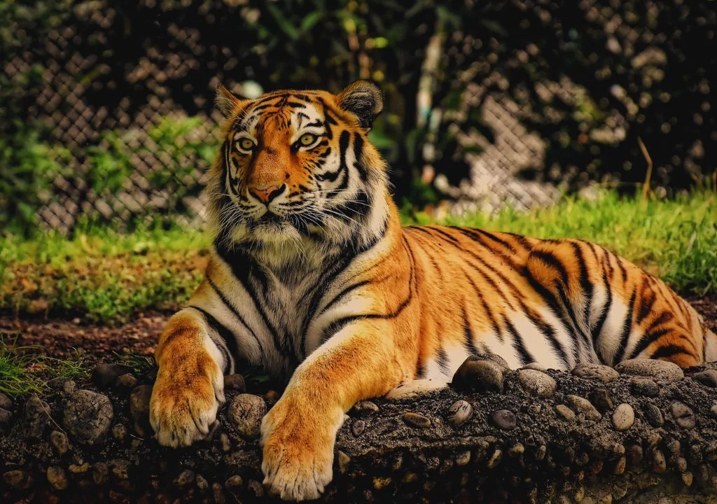 Representative image of a Bengal tiger, Chilla Zone, Rajaji National Park