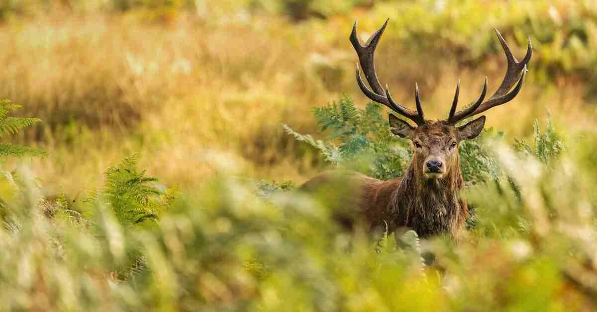 Spotted Deer