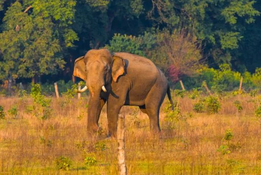 Asian Elephant
