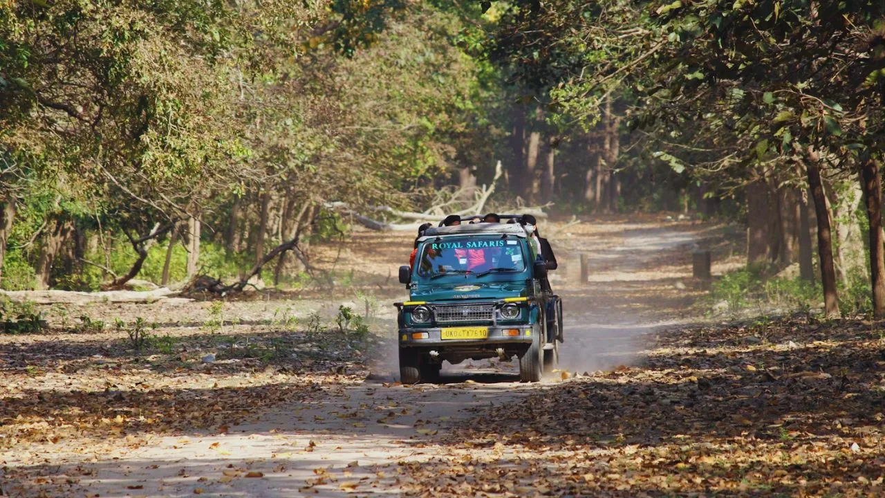 Mohand Range forest terrain
