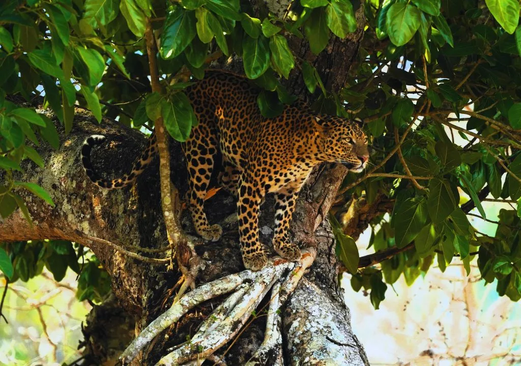 Representative image of a leopard, Ranipur Zone, Rajaji National Park